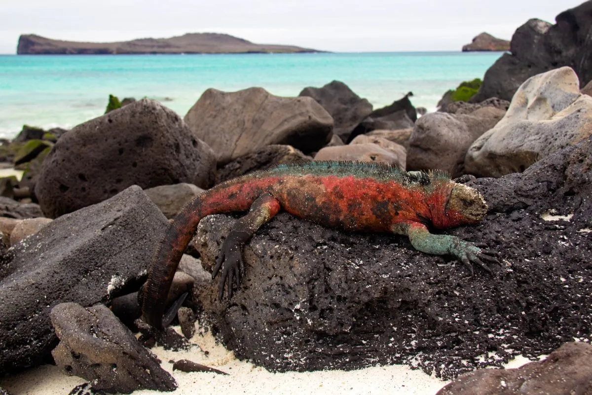 Galapagos Islands in January and February