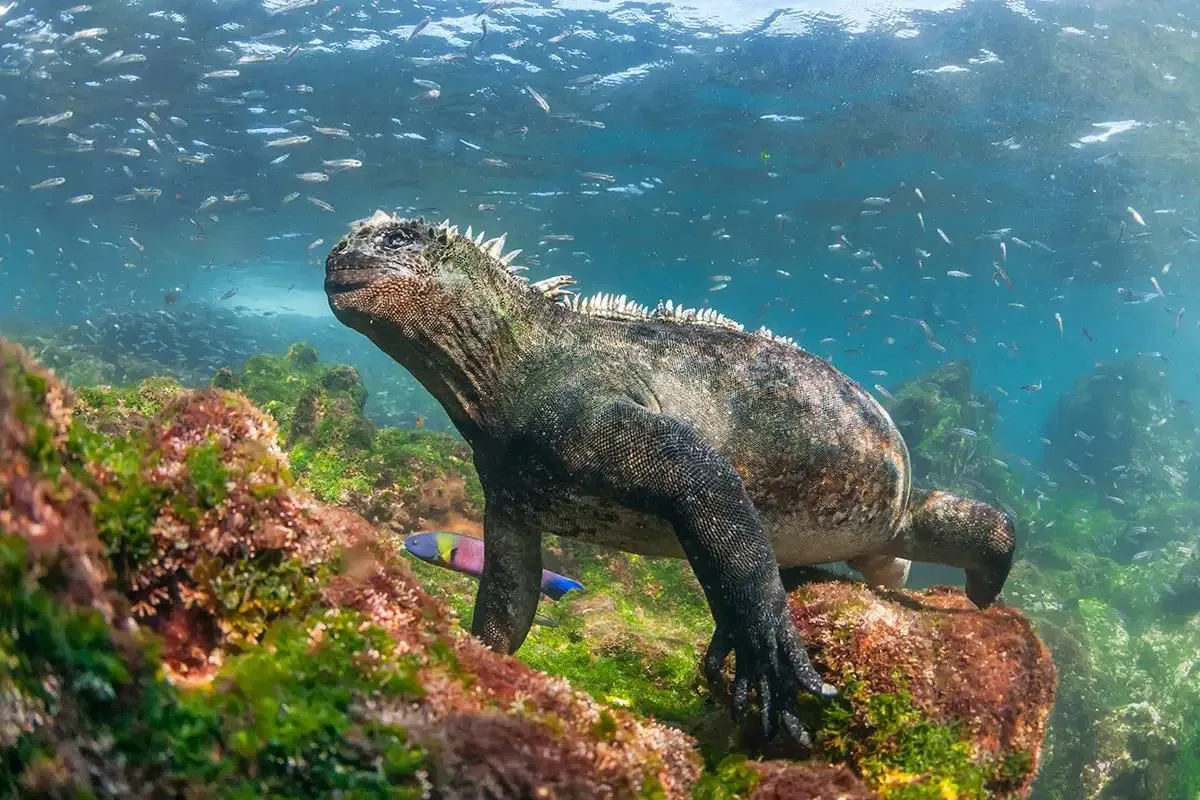 Month-By-Month Guide for Visiting Galapagos Islands 