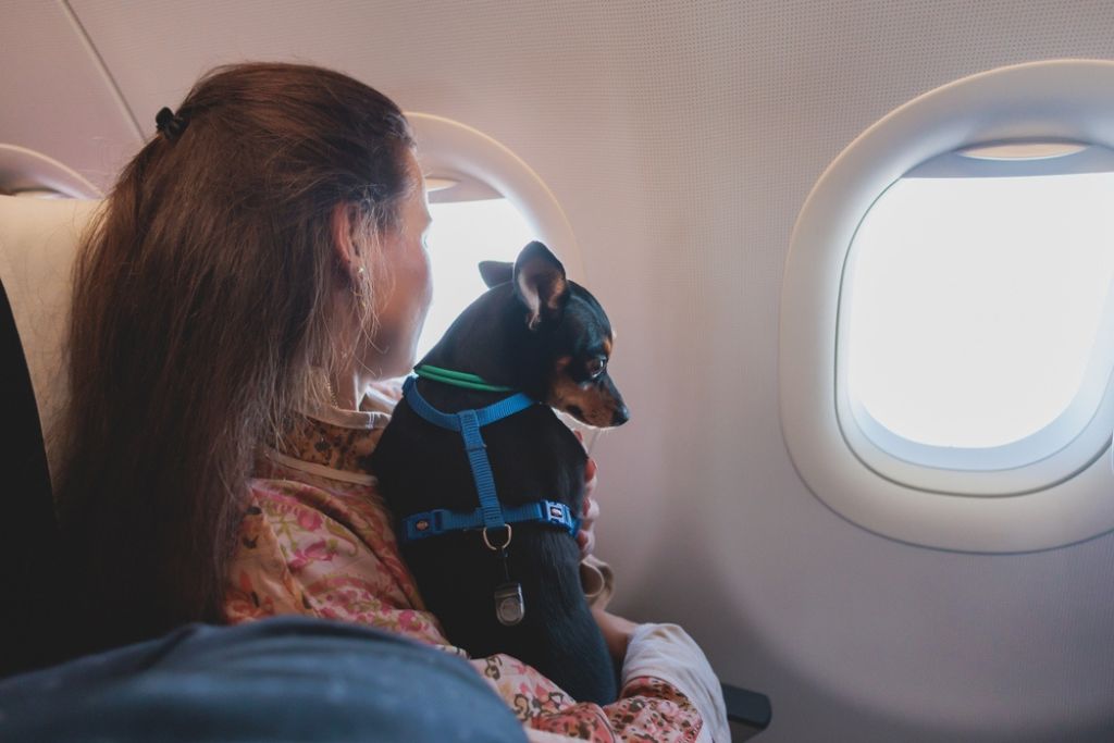 Is-Sun-Country-a-Good-Airline-for-Pets